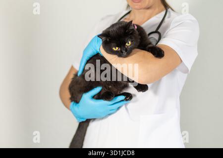 Un membre du personnel vétérinaire en gommage tient un chat noir solidement sur son bras tout en portant des gants de protection. Le cadre ressemble à un environnement clinique Banque D'Images