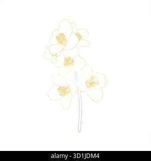 fleur de branche noire et blanche contour de jasmin isolé sur fond. Dessinez à la main une ligne de contour et des traits de fleurs de branche. Elément de conception pour salutations Illustration de Vecteur