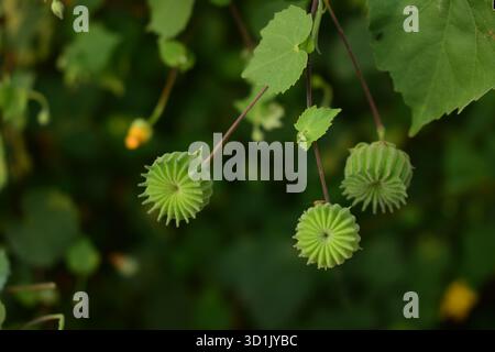 Abutilon indicum (L.) sucré - Abutilon indien ou Mallow indienne, une herbe médicinale et ornementale Banque D'Images