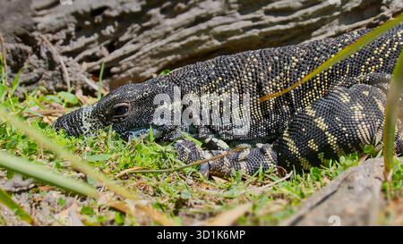 Gros plan du visage d'un reptile Goanna moniteur de dentelle (Varanus varius) reposant dans l'herbe au soleil à Crowdy Bay, News South Wales, Australie Banque D'Images