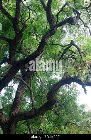 Branches d'un vieux neem avec branches tertiaires étendues et feuilles photographiées d'en bas. Banque D'Images