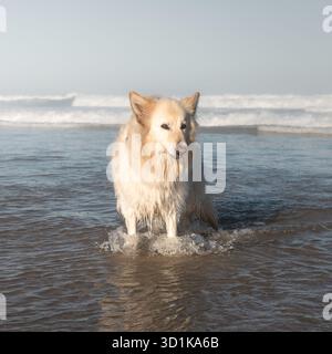 Berger blanc allemand à Australian Beach Banque D'Images