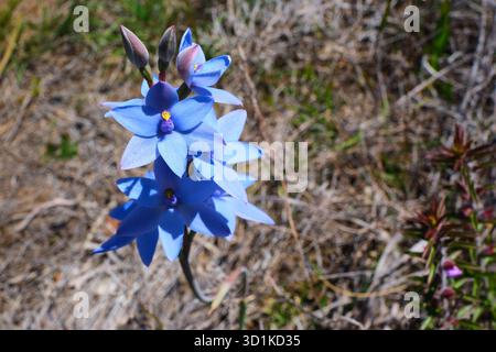 Blue Lady Orchid, Thelymitra crinita, également connu sous le nom de Queen Orchid ou Lily Orchid, une espèce d'orchidée indigène qui pousse dans le sud-ouest de l'Australie occidentale. Banque D'Images