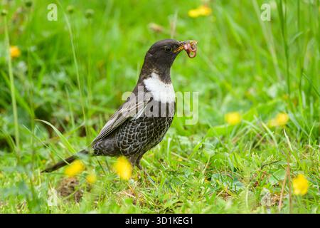 Un anneau Ouzel debout dans un pré, nourriture à la facture, journée ensoleillée en été dans les Alpes autrichiennes Banque D'Images
