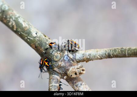 Eocanthecona furcellata est un insecte qui se nourrit de tous les types de vers. Surtout chenilles lorsqu'elles sont relâchées dans le potager ou une garde florale Banque D'Images