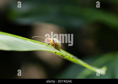 Foyer sélectif insecte Monolepta sur feuilles vertes. Les petites larves de coléoptères grandissent pour vivre de manière indépendante dans la grande forêt. Il y a de l'espace pour le texte. B Banque D'Images