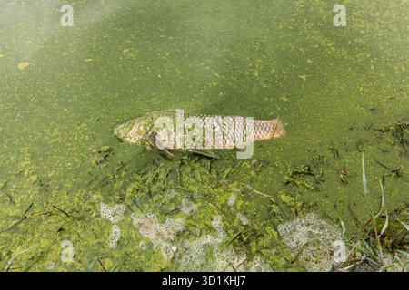 Un poisson carpe mort flotte dans un étang vert. L'étang est recouvert d'algues vertes. Le poisson est entouré par les algues, qui poussent sur son corps Banque D'Images