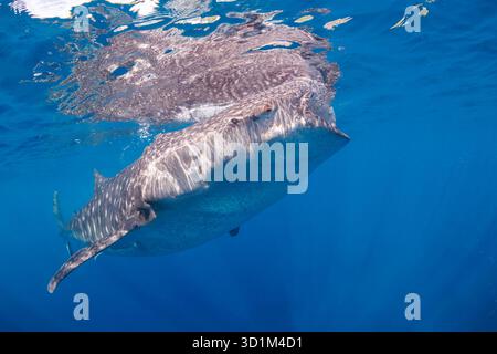 Un requin-baleine, Rhiniodon typus, avec sa bouche ouverte, l'alimentation du filtre à la surface, aux Philippines. C'est la plus grande espèce de poisson. Banque D'Images