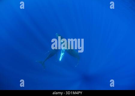 La lumière du soleil coule à travers la surface, créant des faisceaux rayonnants qui convergent sur une paire de baleines à bosse, Megaptera novaeangliae, se reposant dans la profondeur b Banque D'Images