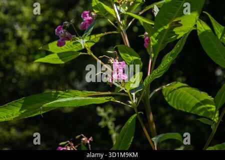 Le grand baume de l'Himalaya se distingue dans un environnement lumineux avec ses fleurs roses vibrantes parmi de grandes feuilles vertes soulignant son caractère invasif Banque D'Images