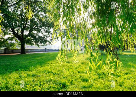 Beaux arbres dans le jardin. Lumières et ombres. Banque D'Images