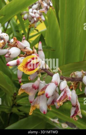 Gros plan d'inflorescences de gingembre rouge (Alpinia purpurata) avec des bractées blanc-rose accrocheuses et une lèvre jaune-rouge, sur fond de grandes couleurs vives Banque D'Images