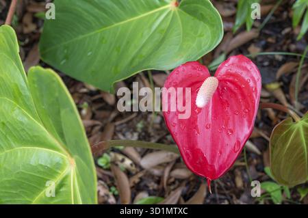 Un anthurium rouge vif (Anthurium andraeanum) avec une fiole blanche (spadix) et des gouttes de rosée sur la bractée en forme de cœur domine un gros plan, entouré par Banque D'Images