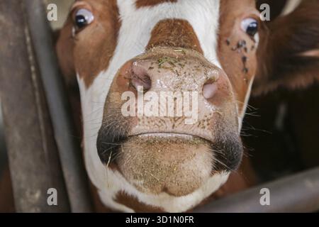 Élevage intensif de veaux, détail de veau dans une ferme élevée pour la production de viande Banque D'Images