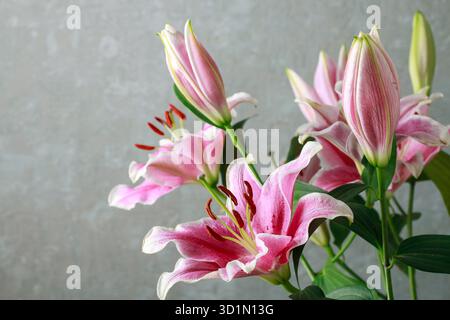 Fleurs de lis roses et rouges, espace de copie Banque D'Images