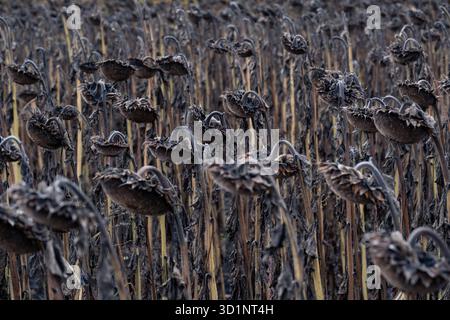 Tournesols séchés laissés dans le champ pour la congélation naturelle afin d'améliorer la qualité de l'extraction de l'huile. Plants de tournesol subissant la phase de congélation naturelle avant la récolte et l'extraction de l'huile Banque D'Images