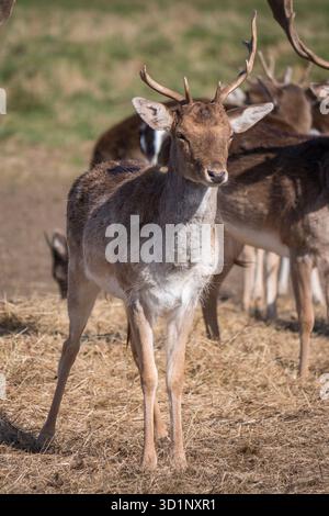 Juvénile mâle en jachère à Bushy Park, Londres, Royaume-Uni. Banque D'Images