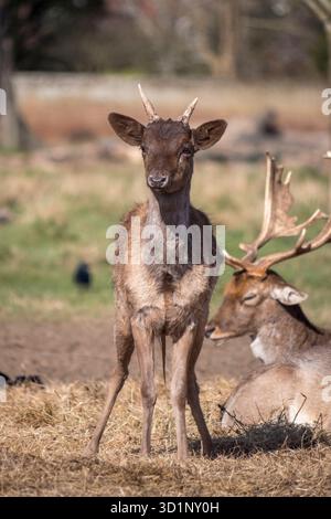 Juvénile mâle en jachère à Bushy Park, Londres, Royaume-Uni. Banque D'Images