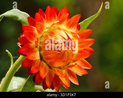Helichrysum avec pétales orange partiellement ouvert avec fond vert. Banque D'Images
