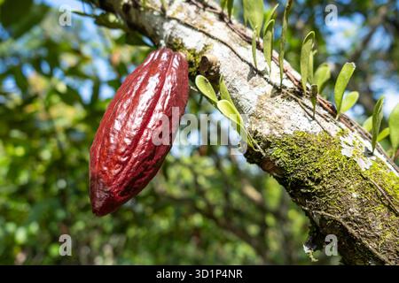 Une gousse de cacao rouge mûre est suspendue à un arbre dans l'environnement tropical luxuriant de Tentena, Sulawesi, Indonésie, prête à être récoltée Banque D'Images