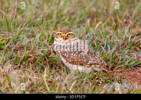 Hibou des terriers (Athene cunicularia), appelé choho, petite espèce terrestre à longues pattes originaire des paysages ouverts. Parc d'État de Vila Velha, Parana, Brésil. Faune brésilienne et observation des oiseaux. Banque D'Images