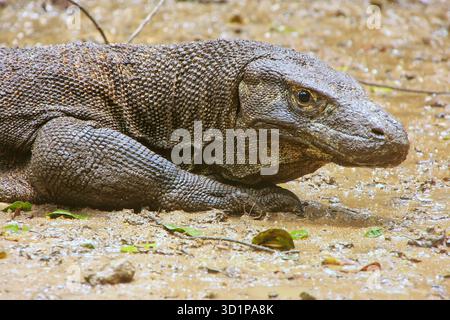 Portrait du dragon de Komodo reposant sur l'île de Rinca dans le parc national de Komodo, Nusa Tenggara, Indonésie Banque D'Images