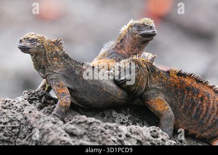 Iguanes marins sur l'île de Santiago au Parc National des Galapagos, Equateur. Iguane marin se trouve uniquement sur les îles Galapagos Banque D'Images