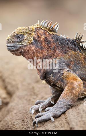 Iguane marin sur l'île de Santiago, parc national des Galapagos, Équateur Banque D'Images