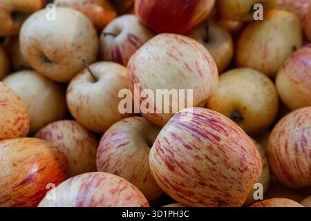Bouquet de pommes avec des rayures rouges et jaunes. Certaines pommes sont vertes. Il y a beaucoup de pommes dans le bouquet Banque D'Images