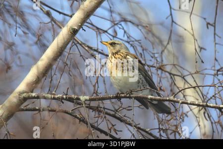 Fieldfare, Turdus pilaris, perché dans un bouleau en hiver. Prise à Norfolk, Angleterre. Banque D'Images
