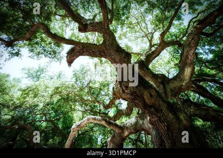Le chêne Angel est estimé avoir entre 400 et 500 ans, mesure 66 pieds de haut et 288 pieds de circonférence, se dresse près de Charleston, Caroline du Sud. Banque D'Images