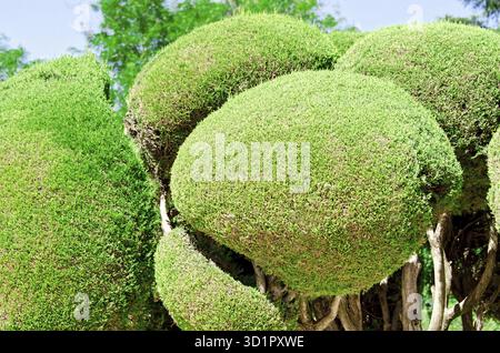 Arbres et banc au parc de l'agréable retraite à Madrid Espagne Banque D'Images