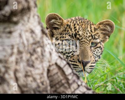 Jeune léopard sauvage dans la réserve de chasse du Masai Mara, Kenya, Afrique se cachant derrière un tronc d'arbre. Banque D'Images
