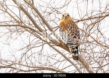 California Red Hawk regarder à partir de l'arbre. Banque D'Images