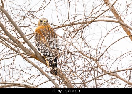California Red Hawk regarder à partir de l'arbre. Banque D'Images