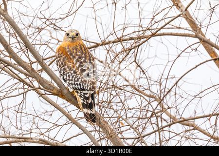 California Red Hawk regarder à partir de l'arbre. Banque D'Images