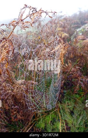 Toile d'araignées avec des gouttelettes de pluie sur Bracken près du sommet du Wainwright 'Helm Crag' (l'obusier) près de Grasmere dans le Lake District, Cumbria, Royaume-Uni Banque D'Images