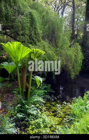 Gunnera Tinctoria plante de 'rhubarbe géant' exposée près de l'étang Azalea Bowl / lac à Exbury Gardens, New Forest, Hampshire, Angleterre, Royaume-Uni Banque D'Images