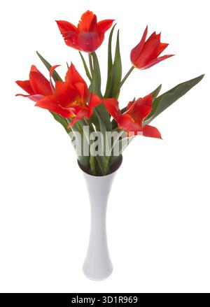 Belles tulipes rouges dans un vase, isolated on white Banque D'Images