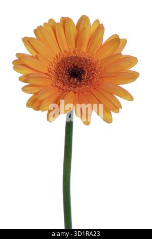 Beau gerbera orange, isolated on white Banque D'Images