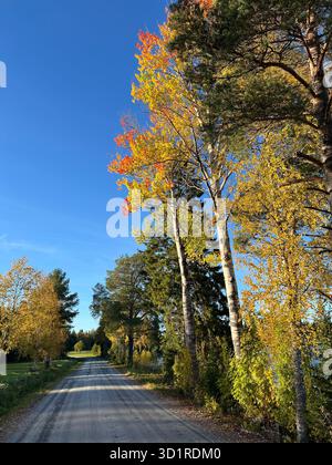 Route d'automne pittoresque avec des arbres colorés sous un ciel bleu vif à Jamtland, Suède. Banque D'Images
