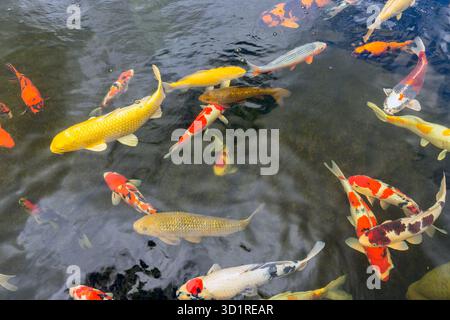 Koi de poissons colorés nager dans l'étang de pêche Banque D'Images