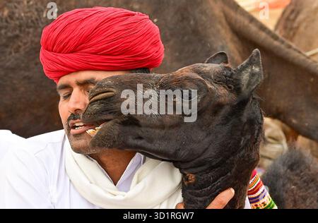 Pushkar, Inde. 27 octobre 2025. Foire annuelle de chameau à Pushkar, montre des milliers de commerçants de bétail de toute la région se rassemblant à la foire traditionnelle de chameau, où des animaux - principalement des chameaux - sont achetés et vendus. L'événement annuel est l'une des plus grandes foires de chameaux et de bétail au monde. Pushkar, Inde, le 27 octobre 2025. (Photo de Shaukat Ahmed/Pacific Press/Sipa USA) crédit : Sipa USA/Alamy Live News Banque D'Images