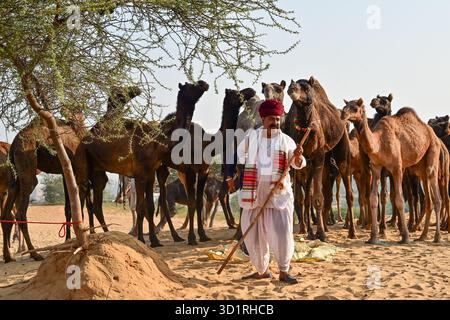 Pushkar, Inde. 27 octobre 2025. Foire annuelle de chameau à Pushkar, montre des milliers de commerçants de bétail de toute la région se rassemblant à la foire traditionnelle de chameau, où des animaux - principalement des chameaux - sont achetés et vendus. L'événement annuel est l'une des plus grandes foires de chameaux et de bétail au monde. Pushkar, Inde, le 27 octobre 2025. (Photo de Shaukat Ahmed/Pacific Press/Sipa USA) crédit : Sipa USA/Alamy Live News Banque D'Images