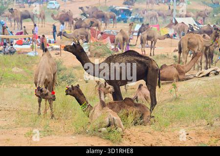 Pushkar, Inde. 27 octobre 2025. Foire annuelle de chameau à Pushkar, montre des milliers de commerçants de bétail de toute la région se rassemblant à la foire traditionnelle de chameau, où des animaux - principalement des chameaux - sont achetés et vendus. L'événement annuel est l'une des plus grandes foires de chameaux et de bétail au monde. Pushkar, Inde, le 27 octobre 2025. (Photo de Shaukat Ahmed/Pacific Press/Sipa USA) crédit : Sipa USA/Alamy Live News Banque D'Images