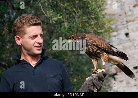 Homme avec un Falconperché sur le gant Banque D'Images
