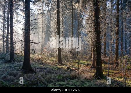 Paysage d'hiver, arbres dans la forêt couverte de givre Banque D'Images