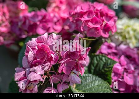 Fleur rose Hydrangea macrophylla Banque D'Images