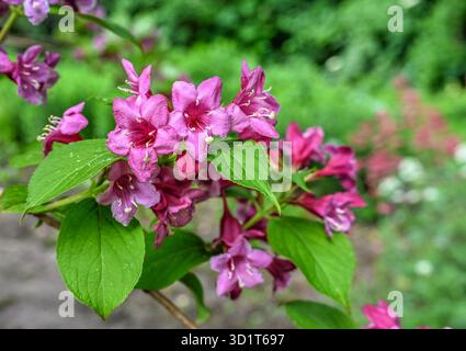 Fleurs roses de buisson weigela Banque D'Images
