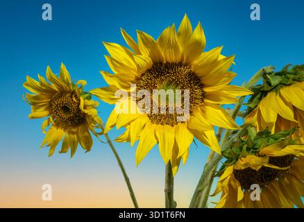 Fleur de tournesol à l'aube Banque D'Images